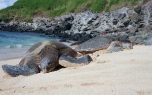 Sukamade Turtle Tour